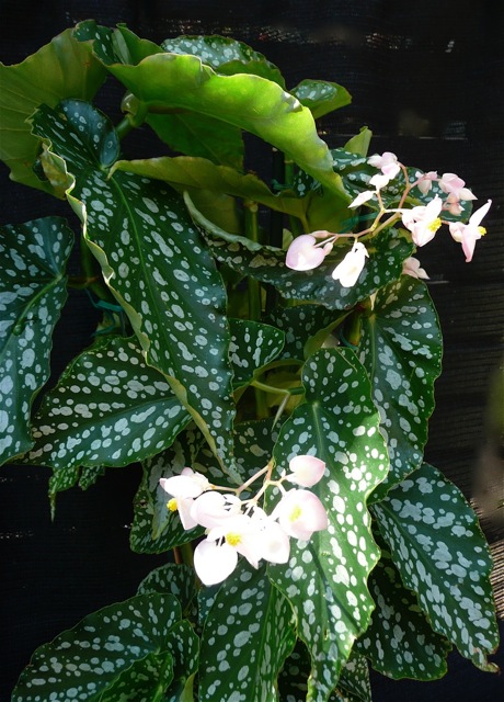 B. ‘Alamo Snow’
